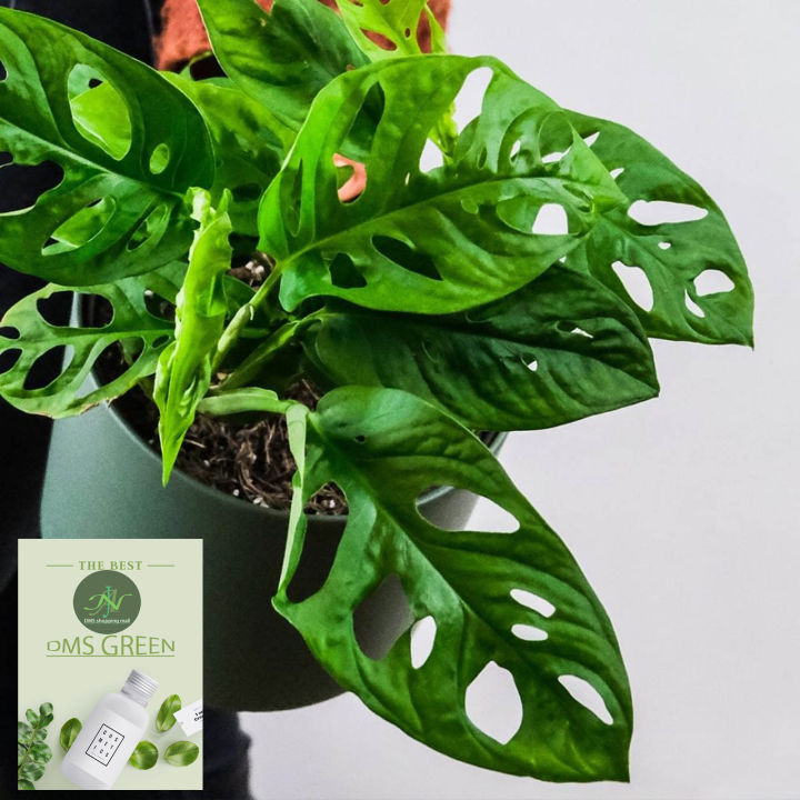 The%20Swiss%20cheese%20plant%20/%20Monstera%20adansonii%20with%20black%20pot%20-%20Image%206