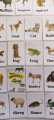 Animal Flashcards, kids educational tools, kids flashcards. 