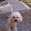 Walking Waterproof Clear Cover Built-in Leash Rain Sleet Snow Pet Umbrella for Dog. 