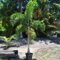 Foxtail plam tree /5 seeds. 