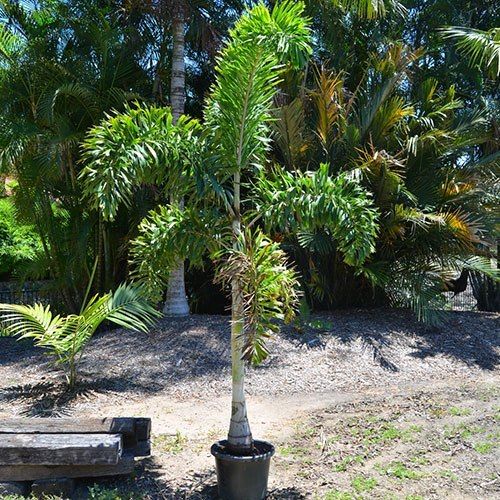 Foxtail%20plam%20tree%20/5%20seeds%20-%20Image%204