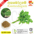 Asamodagam Seeds Gardening Agriculture Home plant seed Asamodagam Seeds. 