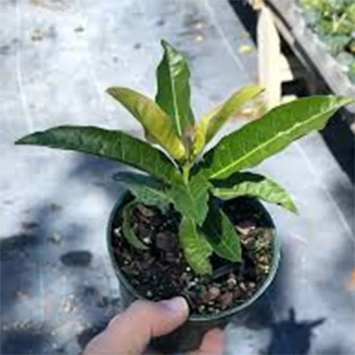 Queen%E2%80%99s%20Wreath%20Plants%20with%20black%20pot%20-%20Image%204