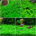 10 Grams of Aquarium Plant Seeds Soil Water Aquatic Plant Love Grass Substrate Soil Decor Fish Tank grass seeds  Aquarium Plants Aqua Soil Aquatic Plant Seeds Water Grass Seeds for Aquarium Landscaping Decoration. 