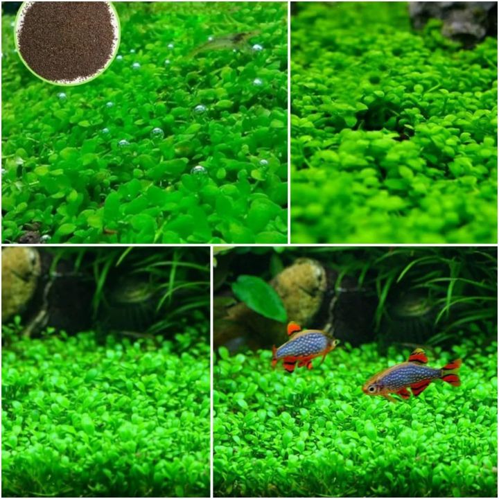 10%20Grams%20of%20Aquarium%20Plant%20Seeds%20Soil%20Water%20Aquatic%20Plant%20Love%20Grass%20Substrate%20Soil%20Decor%20Fish%20Tank%20grass%20seeds%20%20Aquarium%20Plants%20Aqua%20Soil%20Aquatic%20Plant%20Seeds%20Water%20Grass%20Seeds%20for%20Aquarium%20Landscaping%20Decoration%20-%20Image%207