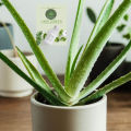 Aloe vera Herbal plant with White Pot. 