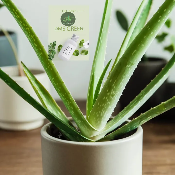Aloe%20vera%20Herbal%20plant%20with%20White%20Pot%20-%20Image%206