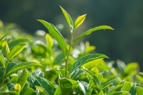 Ceylon%20Tea%20Plant%20-%20Image%203