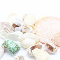 【Dream Sailing Store 】100g Mixed Mix Sea Shells Shell Seashells Home Nautical. 