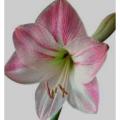 Amaryllis Plants/ Jersey Lilies/ Flowering plants. 