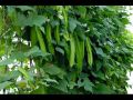 Green Winget Dabala Beeja දඹල බීජ Home Garden Agriculture. 