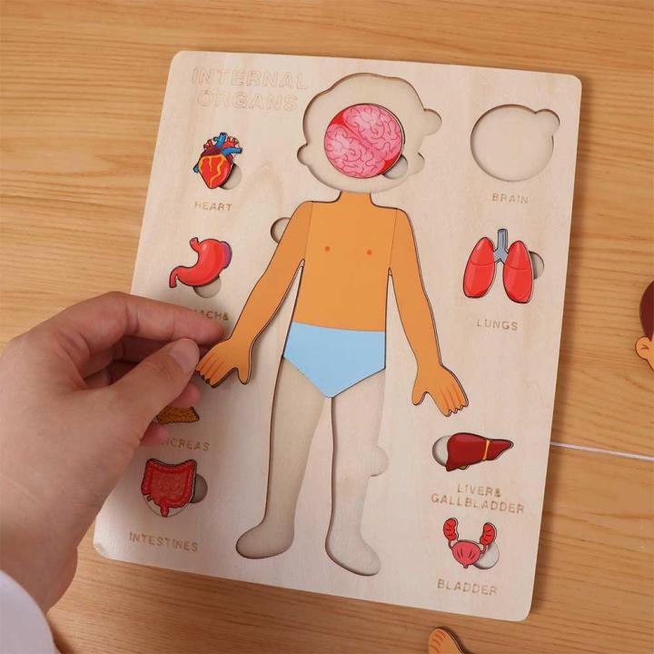 Kids Human Learning Toy Multi-Layer Wooden Human Body Puzzle Activities ...