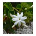 Six Varieties of Jasmine Plants Collection: A Symphony of Fragrance and Beauty. 