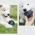 Benepaw Elastic Flash LED Dog Ball Rubber Durable Bite-resistant Interactive Dog Toys Small Large Pets Safe Sound Squeaker Game. 