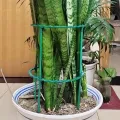 【ZOSR】Plastic Plant Support Pile Half Round Climbing Vines Stake Bonsai Fixing Rod Garden Plant Stake Holder Flower Ring Support Rack. 