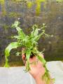 Windelov fern small size|low tech | low maintain | low light. 
