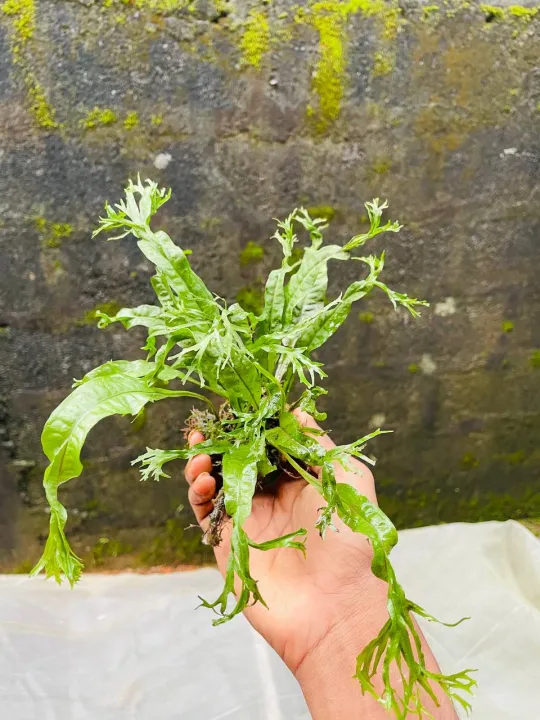 Windelov%20fern%20small%20size%7Clow%20tech%20%7C%20low%20maintain%20%7C%20low%20light%20-%20Image%203