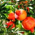 promaganate plant/delum plant/ fruit plants. 