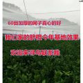 40 Multi-Purpose Fruit Tree Mesh Net 60 Mesh Nylon Net Mesh Goods Real Vegetables Agricultural ] Safety of Net Insect-Proof Greenhouse [ Preferred ：. 