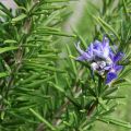 Dried Rosemary Leaves - 20g Pack of 100% Natural Herbal Seasoning. 