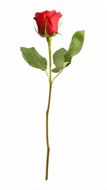 Romantic%20(Valentine%E2%80%99s%20Offer)%20Gift%20Box%20%E2%80%93%20Teddy%20Bear,%20Red%20Rose,%20Cadbury%20Dairy%20Milk,%20and%20KitKat%20-%20Image%203