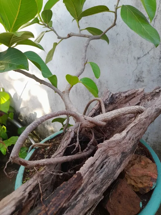 Bonsai%20Nuga%20Tree%20-%20Image%202