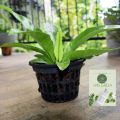 The Bird's Nest Fern/ Asplenium nidus plant with black pot. 