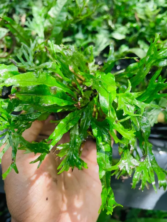 Windelov%20fern%20small%20size%7Clow%20tech%20%7C%20low%20maintain%20%7C%20low%20light%20-%20Image%206