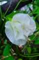 Nil katarolu visesha / Blue clitoria special flower seeds. 