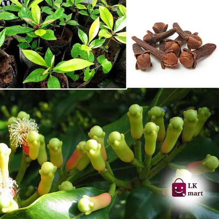 High%20Quality%20Natural%20Cloves%20Plant%20Karabu%20Nati%20Natural%20Plants%20-%20Image%203