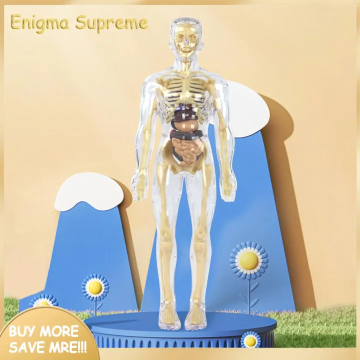 Enigma-%20Human%20Body%20Structure%20Toys%20Interactive%20Human%20Body%20Model%20Set%20for%20Kids%20Educational%20Science%20Lab%20Toy%20for%20Learning%20about%20Human%20Anatomy%20Biology%20Detachable%20Parts%20for%20Hands-on%20Exploration%20Perfect%20for%20Curious%20-%20Image%205