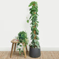 Money Plant / Silver Pothos/ Satin Pothos plant with black pot. 