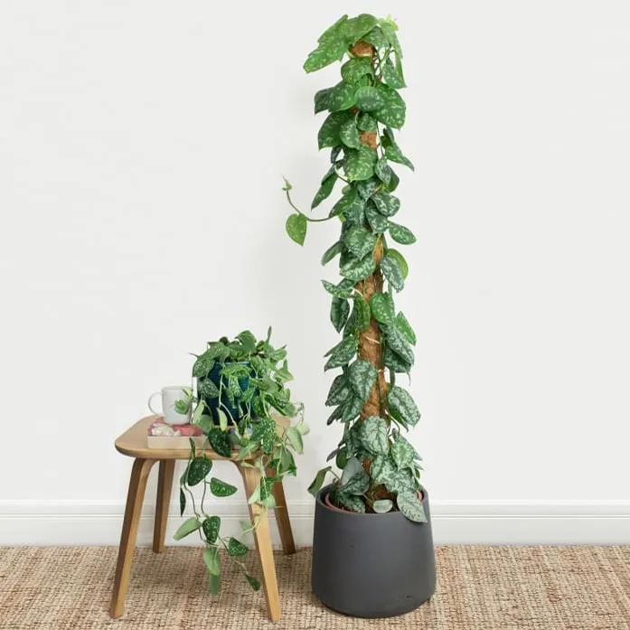 Money%20Plant%20/%20Silver%20Pothos/%20Satin%20Pothos%20plant%20with%20black%20pot%20-%20Image%205