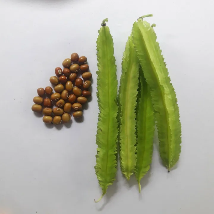 Green%20Winget%20Dabala%20Beeja%20%E0%B6%AF%E0%B6%B9%E0%B6%BD%20%E0%B6%B6%E0%B7%93%E0%B6%A2%20Home%20Garden%20Agriculture%20-%20Image%206