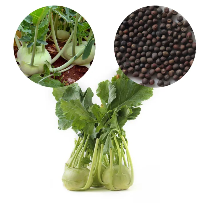 Knol%20Khol%20Local%20Seeds%200.2g%20Home%20Gardening%20Agriculture%20-%20Image%203