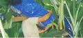 Banana protection plastic bag (50 BAGS) bunch cover 20 micron blue. 