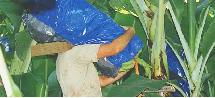 Banana%20protection%20plastic%20bag%20(50%20BAGS)%20bunch%20cover%2020%20micron%20blue%20-%20Image%208