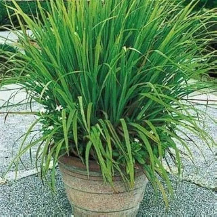 Citronella%20Oil,%20Pangiri%20Thel%2028ml%20use%20as%20an%20antiseptic,%20bactericidal,%20deodorant%20and%20an%20insect%20repellent%20specially%20for%20mosquito,%20%E0%B6%B4%E0%B7%90%E0%B6%9F%E0%B7%92%E0%B6%BB%E0%B7%92%20%E0%B6%AD%E0%B7%99%E0%B6%BD%E0%B7%8A%20-%20Image%205