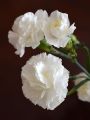 Carnation Flower Plant. 