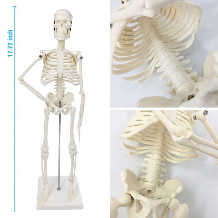 Mini%20Human%20Skeleton%20Model%20-%20Image%203