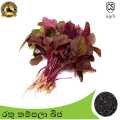 Thampala Red Seeds Gardening Agriculture Pigweed Green Amaranth. 