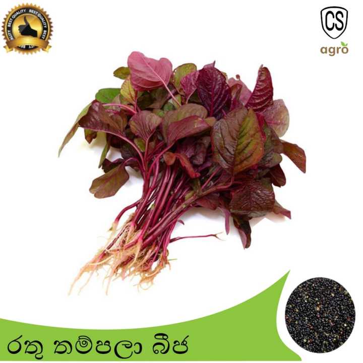 Thampala%20Red%20Seeds%20Gardening%20Agriculture%20Pigweed%20Green%20Amaranth%20-%20Image%202