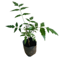 Kohomba Plant. 