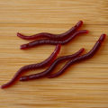 100pcs Lifelike Red Worm Soft Lure Earthworm Summer Fishing Silicone Artificial. 