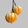 Goraka pieces (quality, organic garcinia combogia, ගොරක) - 100g. 