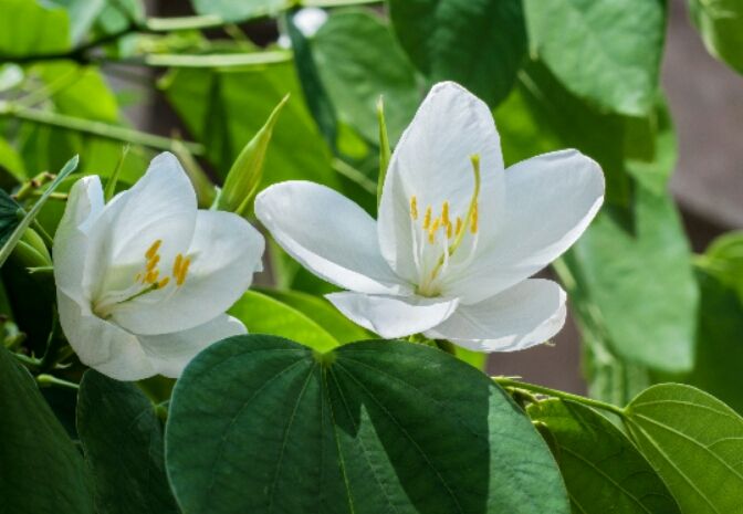 Mandarai Mandaram Flower / Bauhinia Acuminata Ornamental Tree's Seeds | Daraz.lk