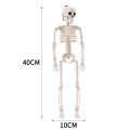 40cm Anatomy Movable Simulation Human Skeleton Halloween Skull Bones Bride and Groom Haunted House Horror Props Home Decoration. 