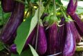Lena Iri Batu /Brinjal Seeds For Home Garden. 