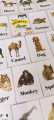 Animal Flashcards, kids educational tools, kids flashcards. 