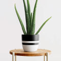 Aloe vera Herbal plant with White Pot. 